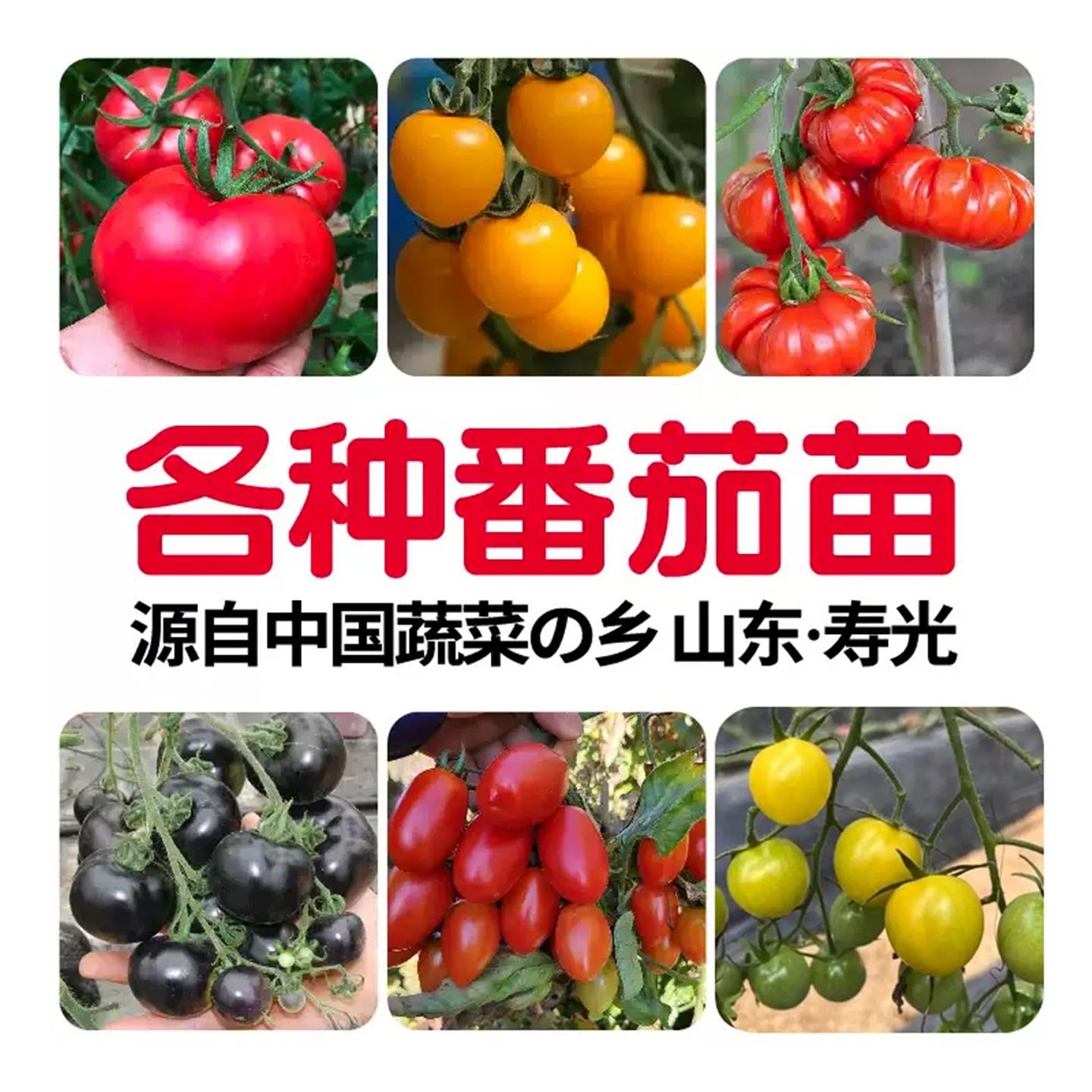 各种番茄苗秧子大全西红柿