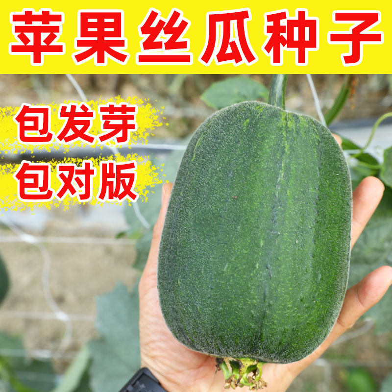 苹果丝瓜种子四季苗秧台湾