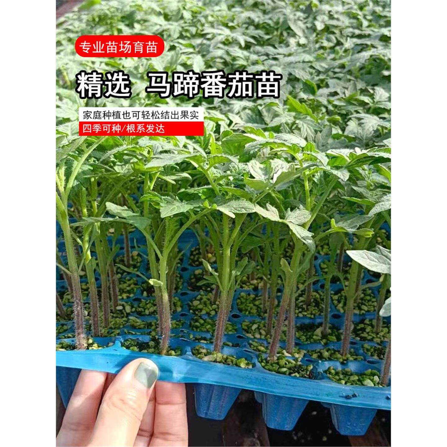 老品种红马蹄番茄苗秧带士