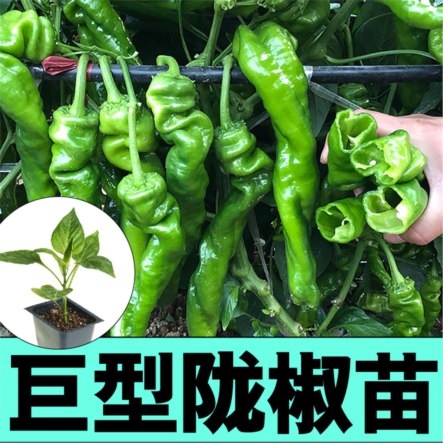 寿光高产大果螺丝辣椒苗秧