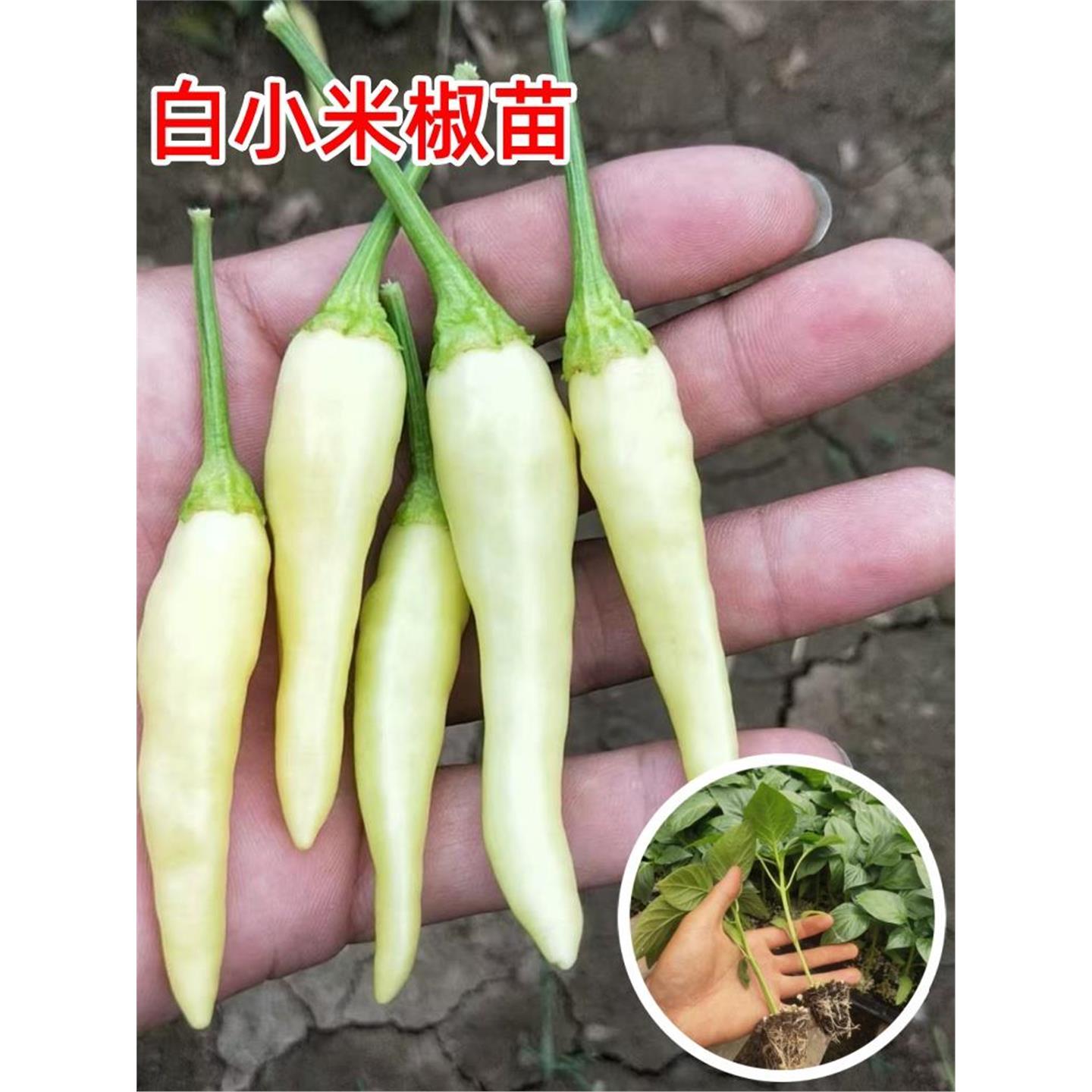 白小米辣椒苗秧玉脂黄泡种