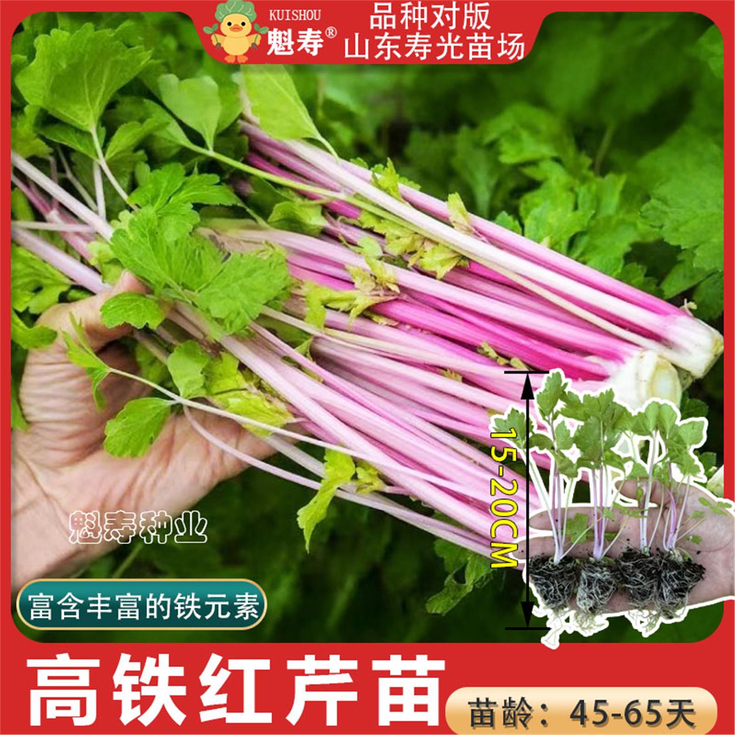 高铁红香芹苗秧带土发货四