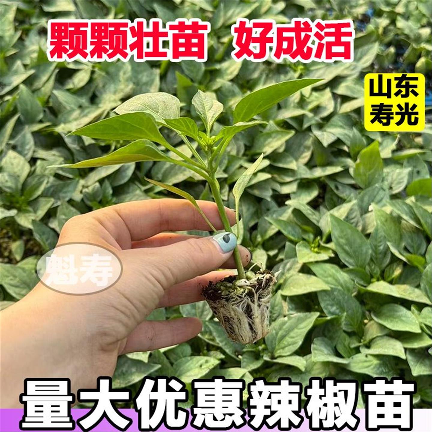辣椒苗二荆条特大牛角羊方