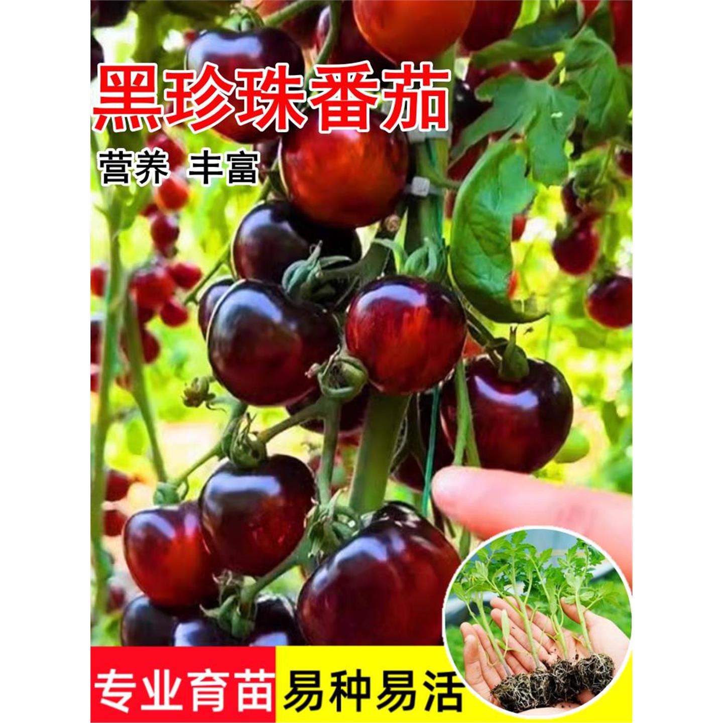糖水炸弹黑珍珠番茄苗盆栽樱桃小西红柿苗四季种农家阳台水果秧子