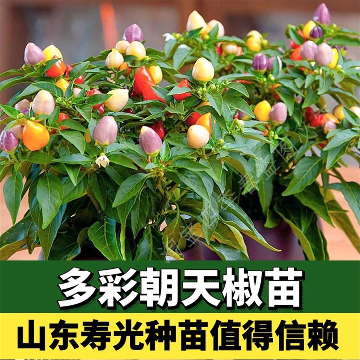 多彩朝天椒苗观赏五六七泡