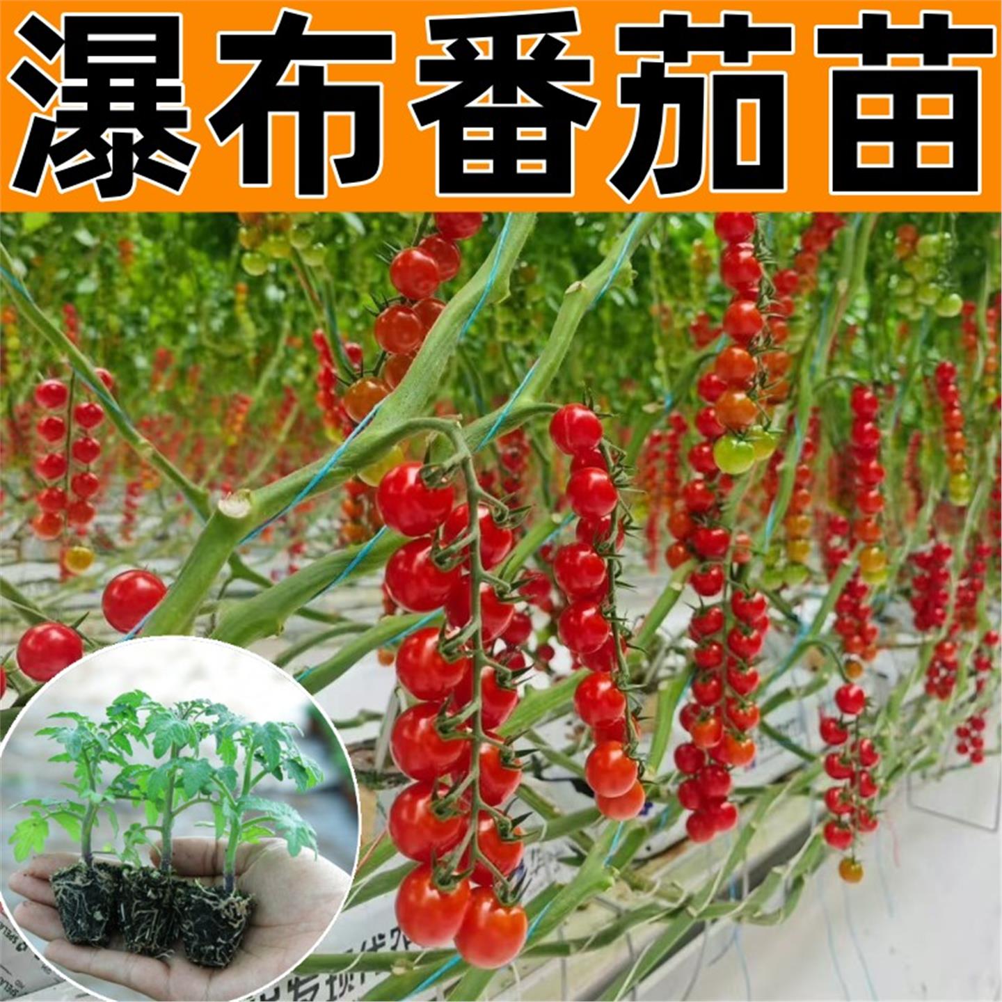 瀑布小番茄苗秧盆栽矮生西