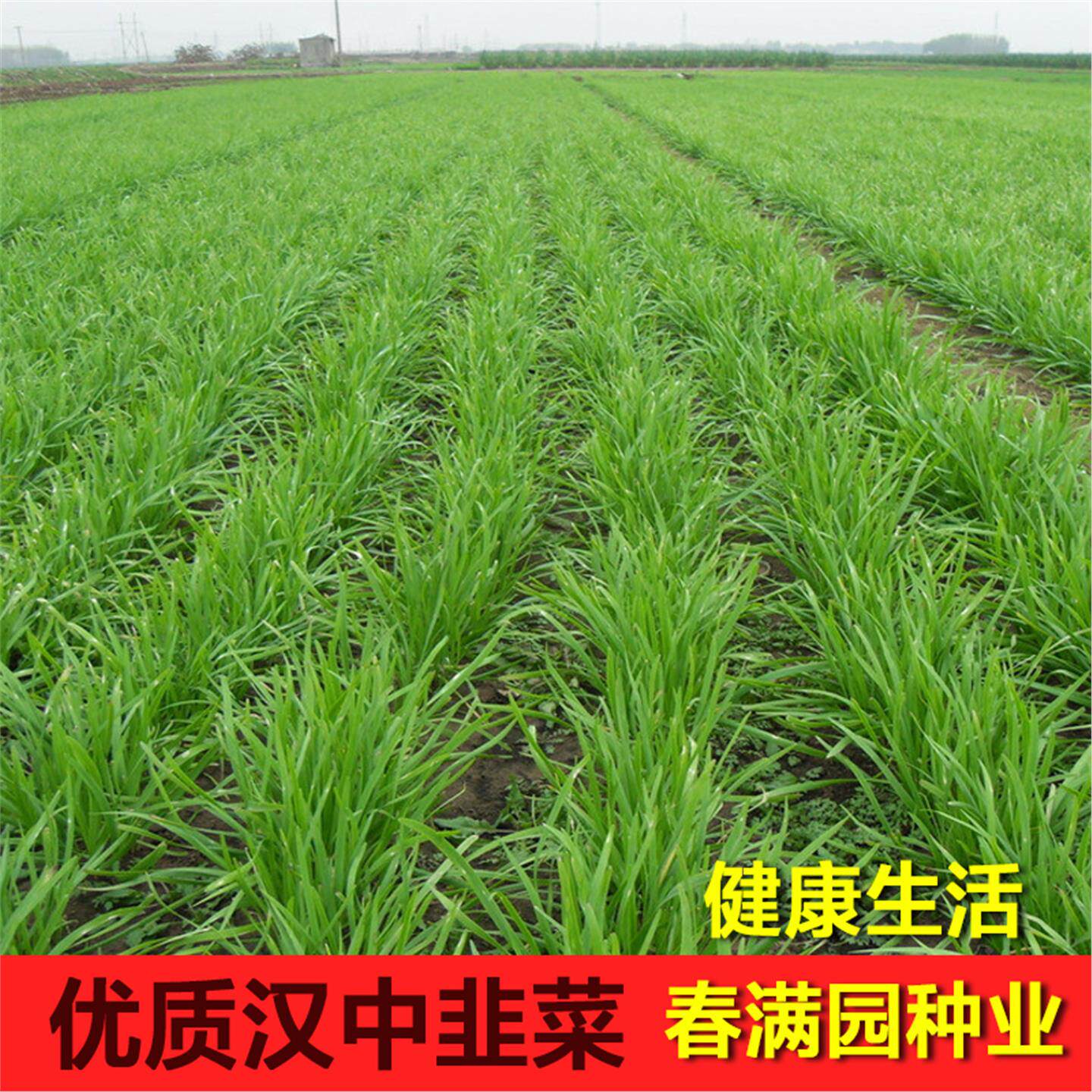 汉中雪韭菜种子根苗籽春秋