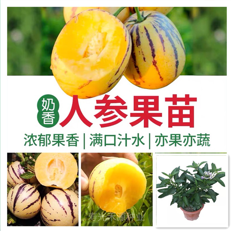 人参果种子盆栽苗当年结