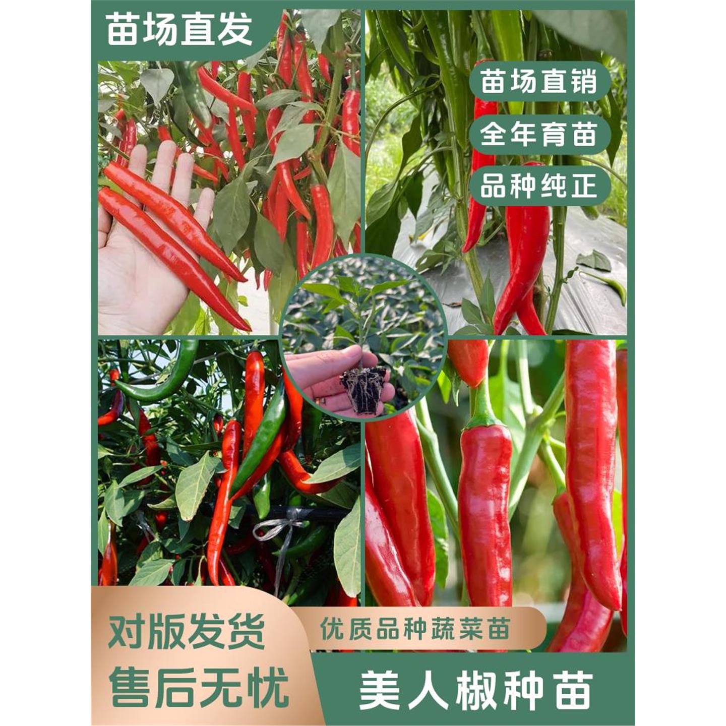【美人椒苗】香辣干鲜青红