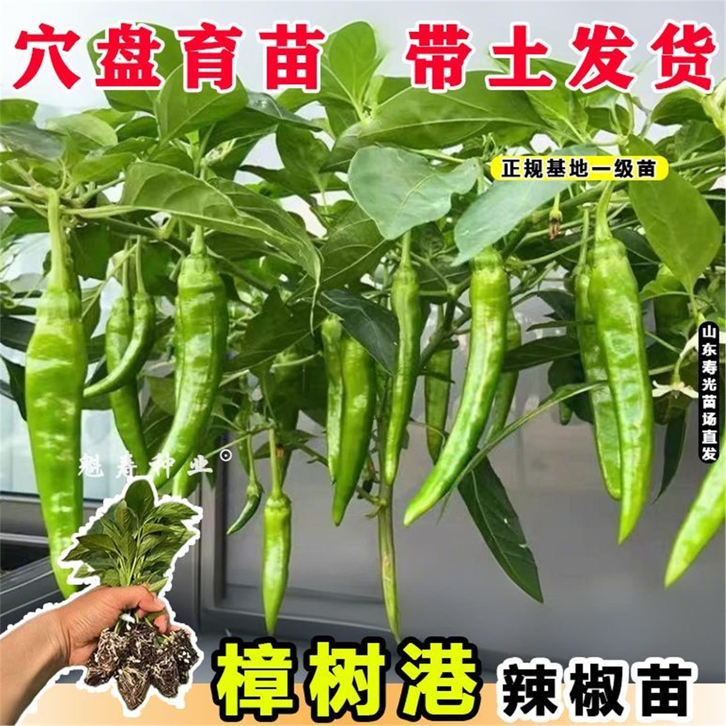 寿光樟树港辣椒苗秧正宗湖