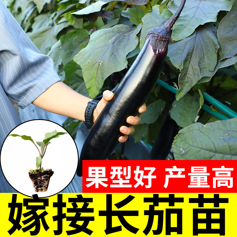 四季茄子秧苗盆栽嫁接老品