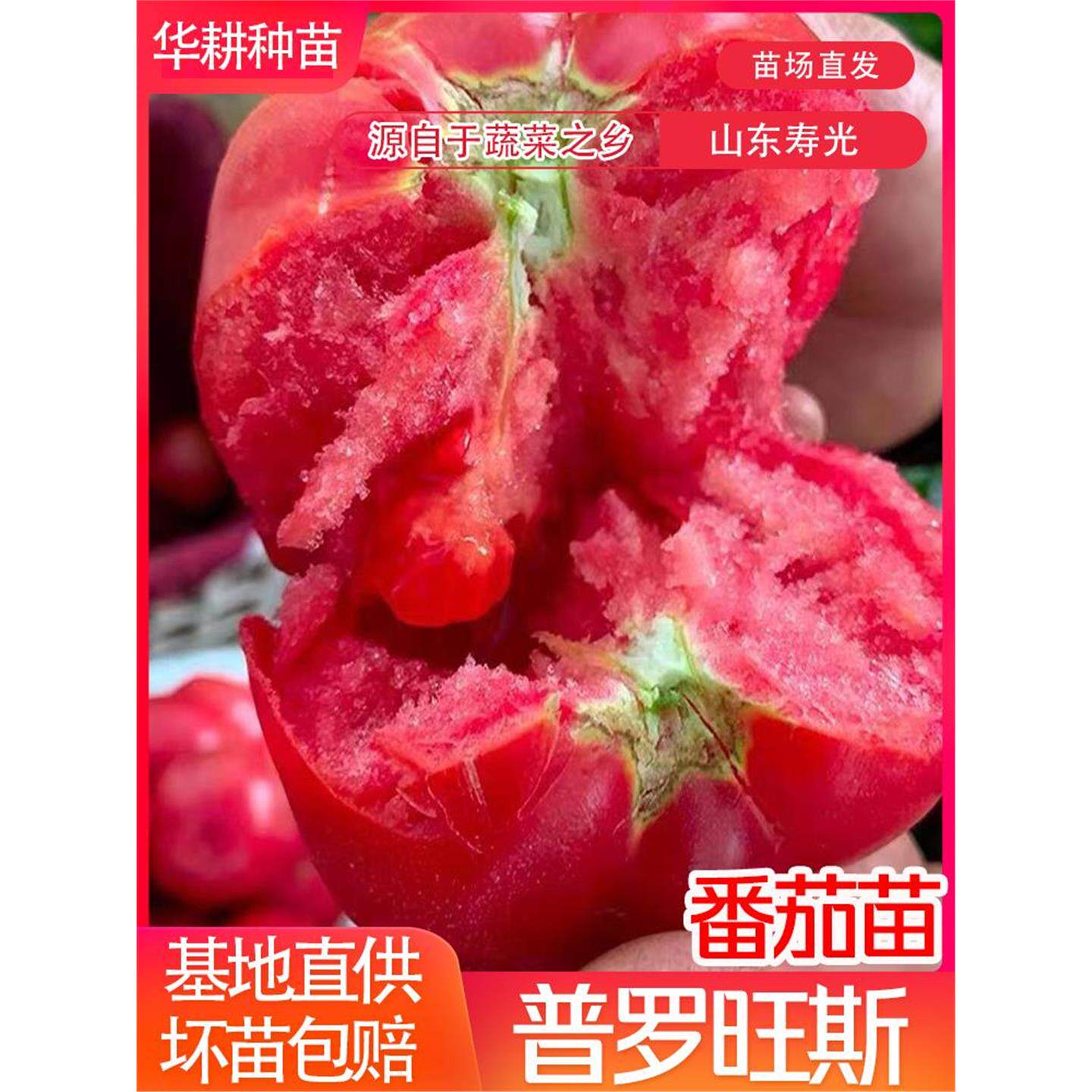 普罗旺斯沙瓤西红柿苗秧种