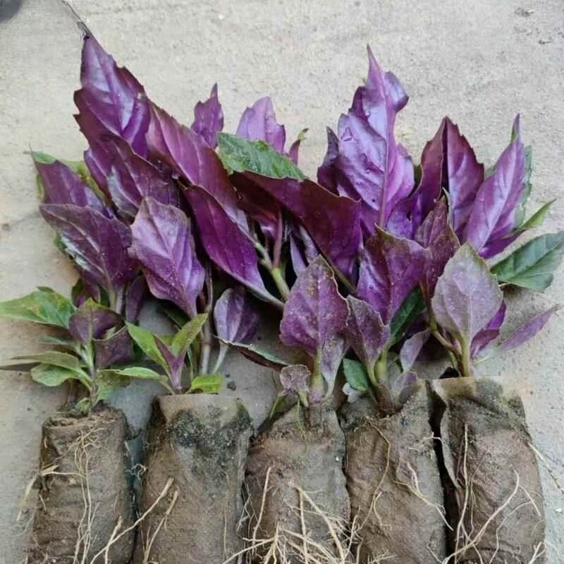 带土紫背菜观音绿色保健四