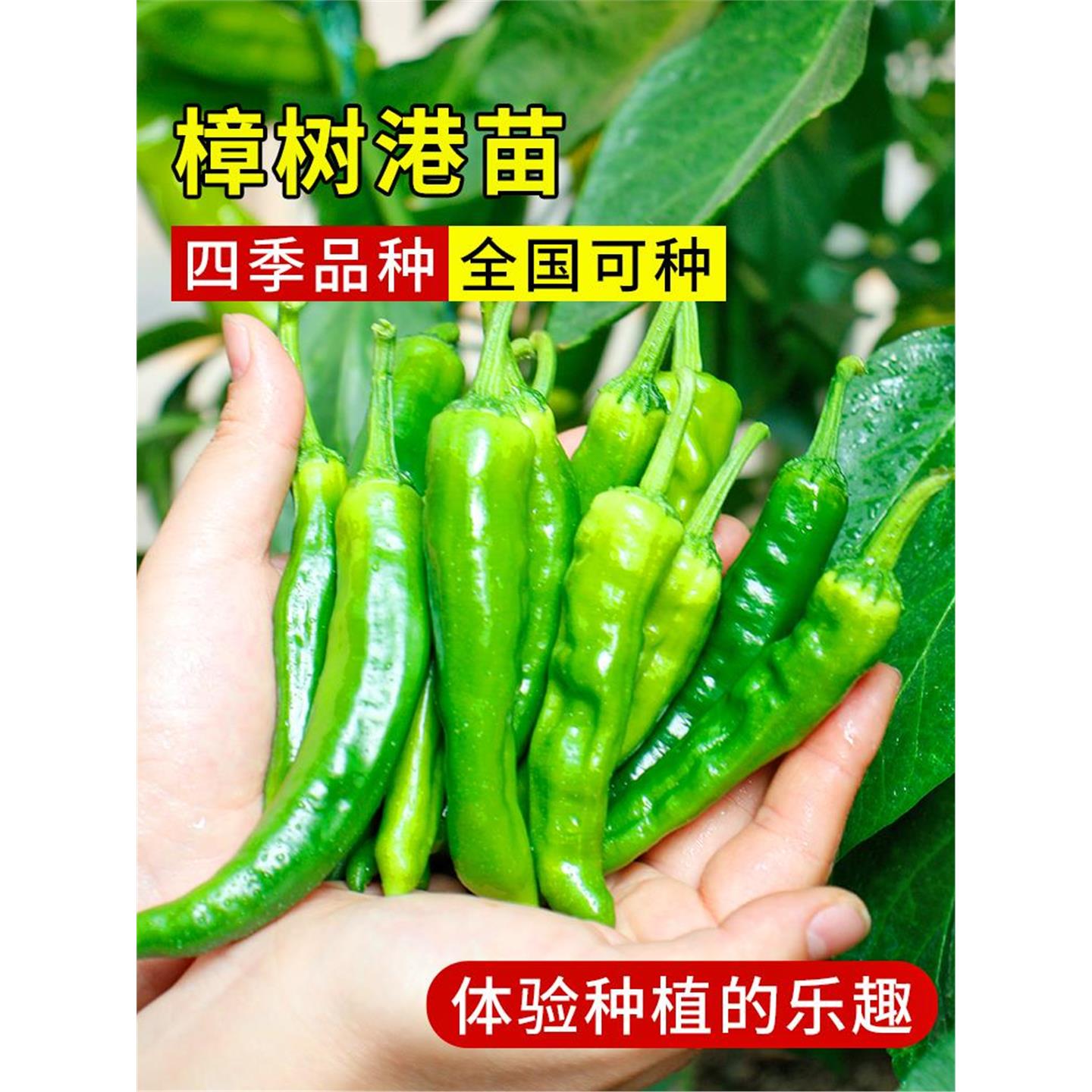 正宗寿禾樟树港辣椒种子籽