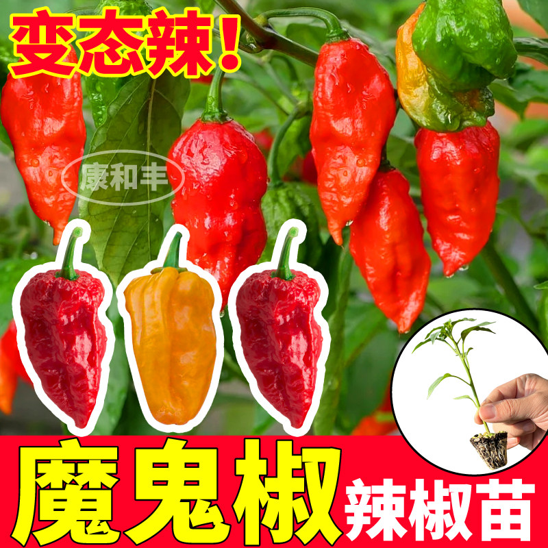 寿光魔鬼椒辣苗秧四季高产