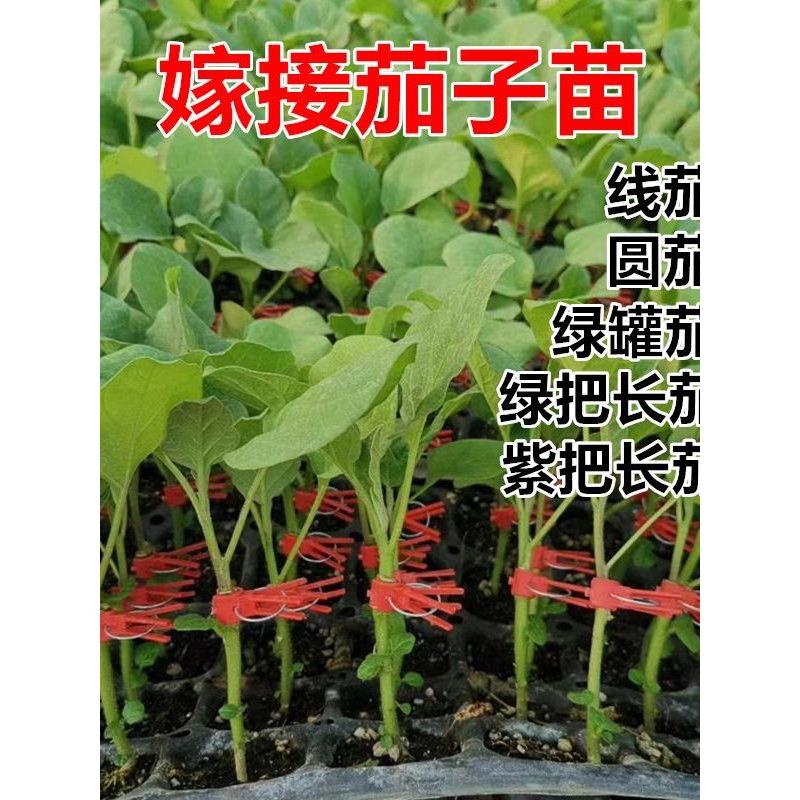 嫁接茄子苗绿把长紫圆罐