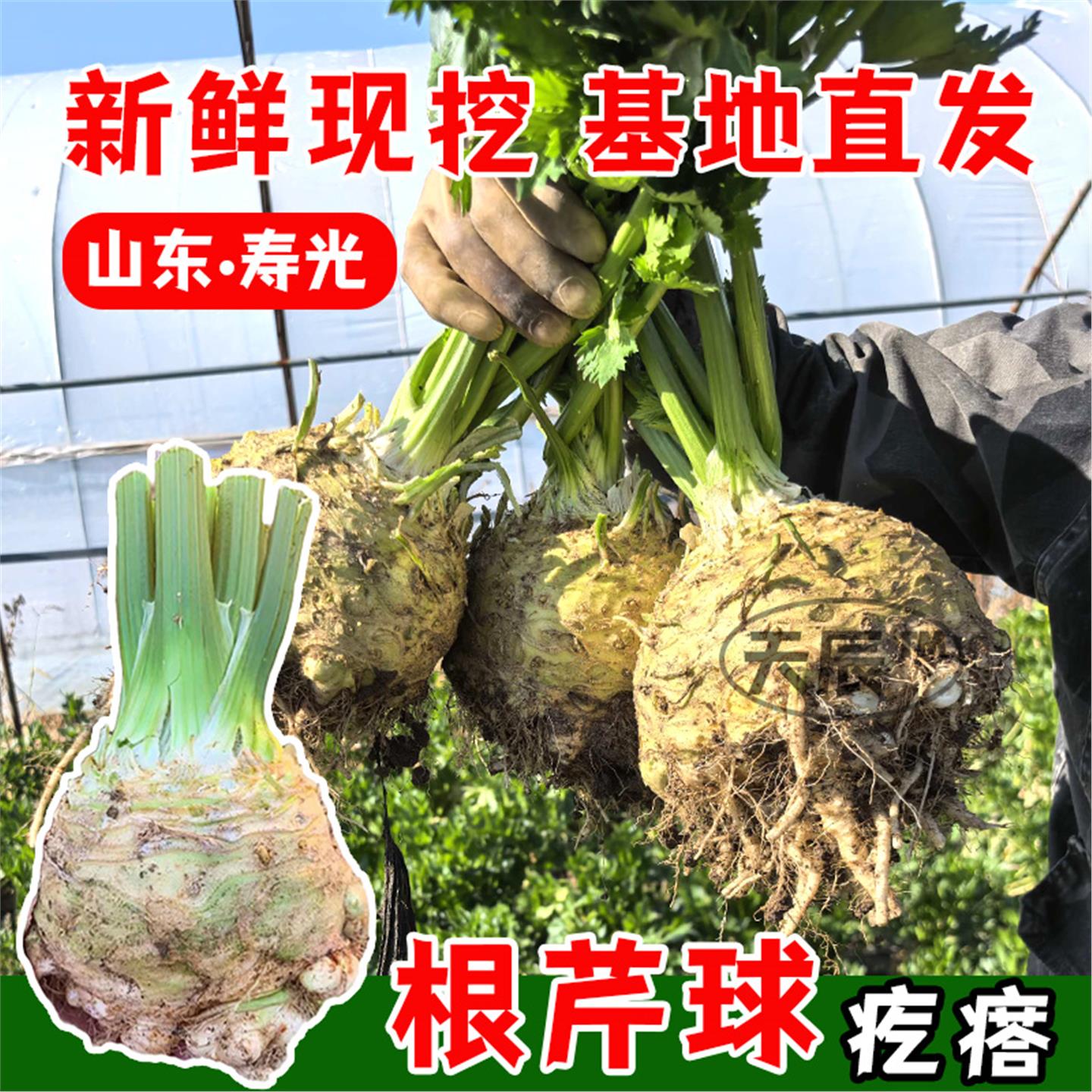 根芹苗菜四季小香水西盆栽