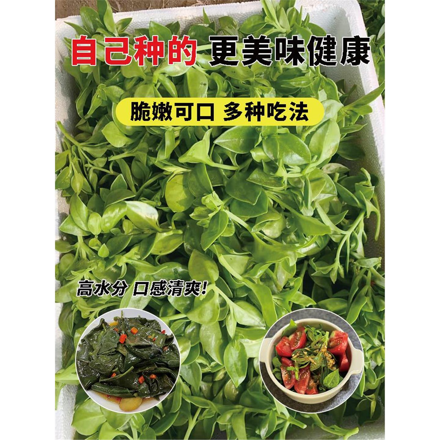 田七苗菜秧火盆栽材春夏播