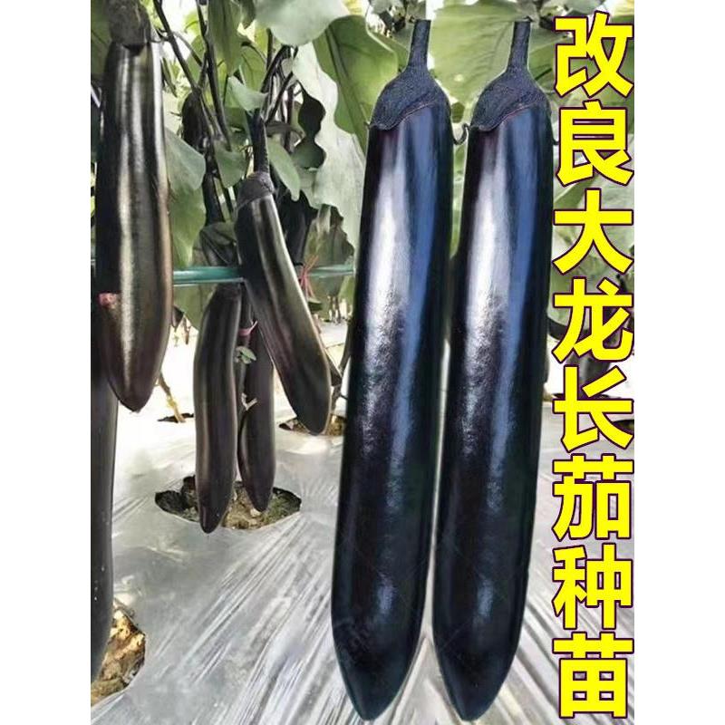 大龙长茄黑紫色种籽子苗特