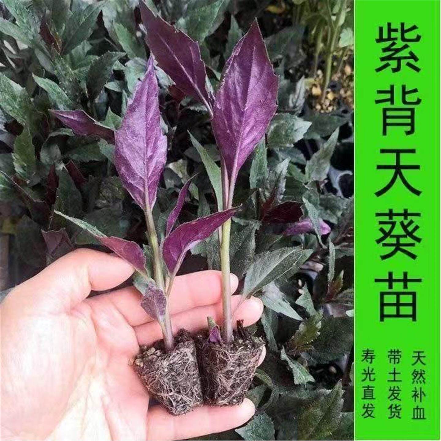 紫背天葵苗四季盆栽紫背菜秧苗观音菜苗血皮菜苗菜蔬菜苗