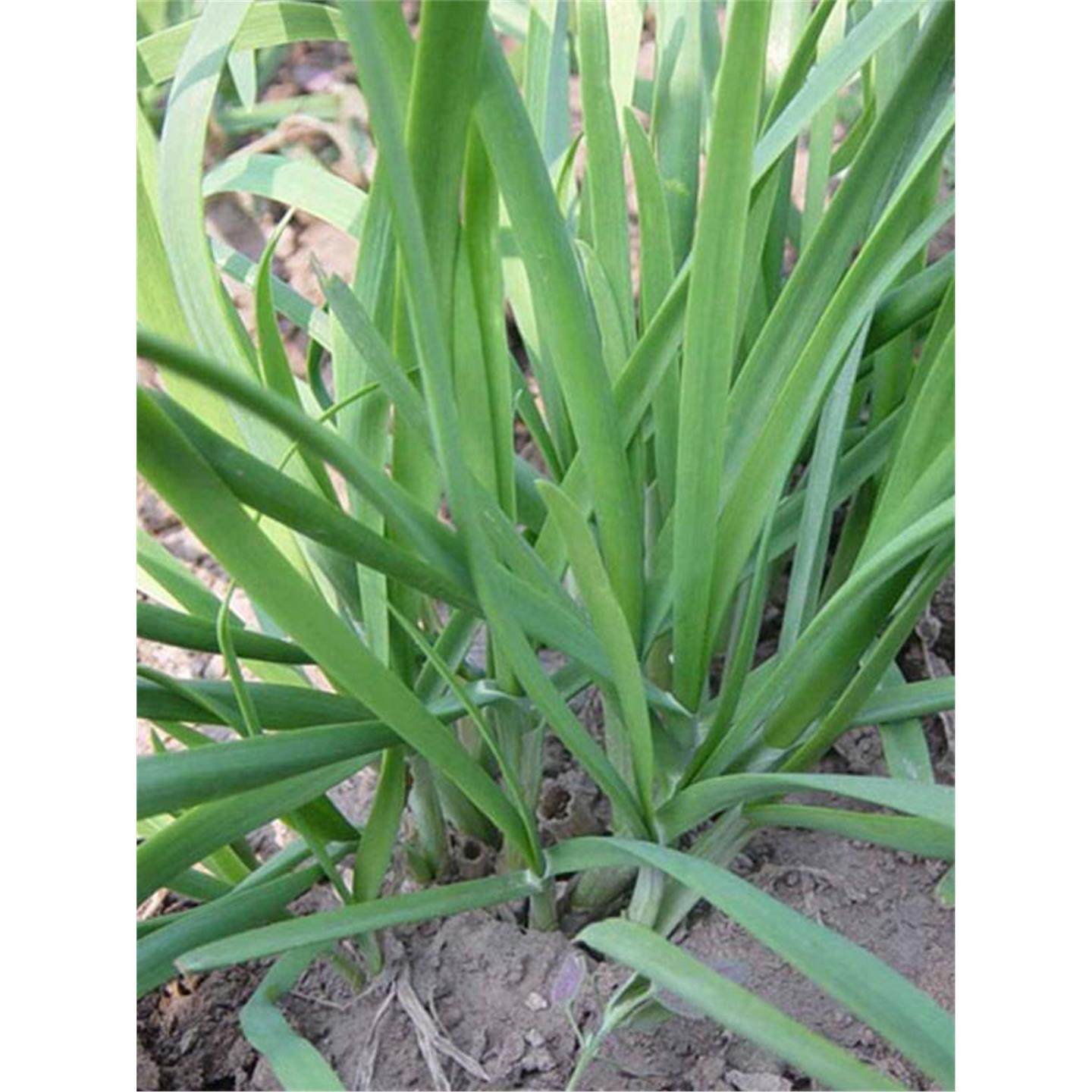 大叶韭菜根苗宽叶紫根红根本地土菲菜头白带根四季小叶老品种农家