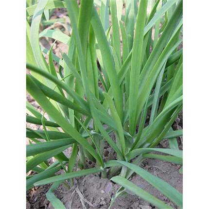 大叶韭菜根苗宽叶紫根红根本地土菲菜头白带根四季小叶老品种农家