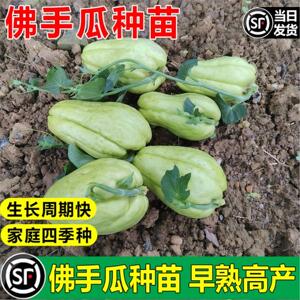 贵州佛手瓜带芽农家老朋窝