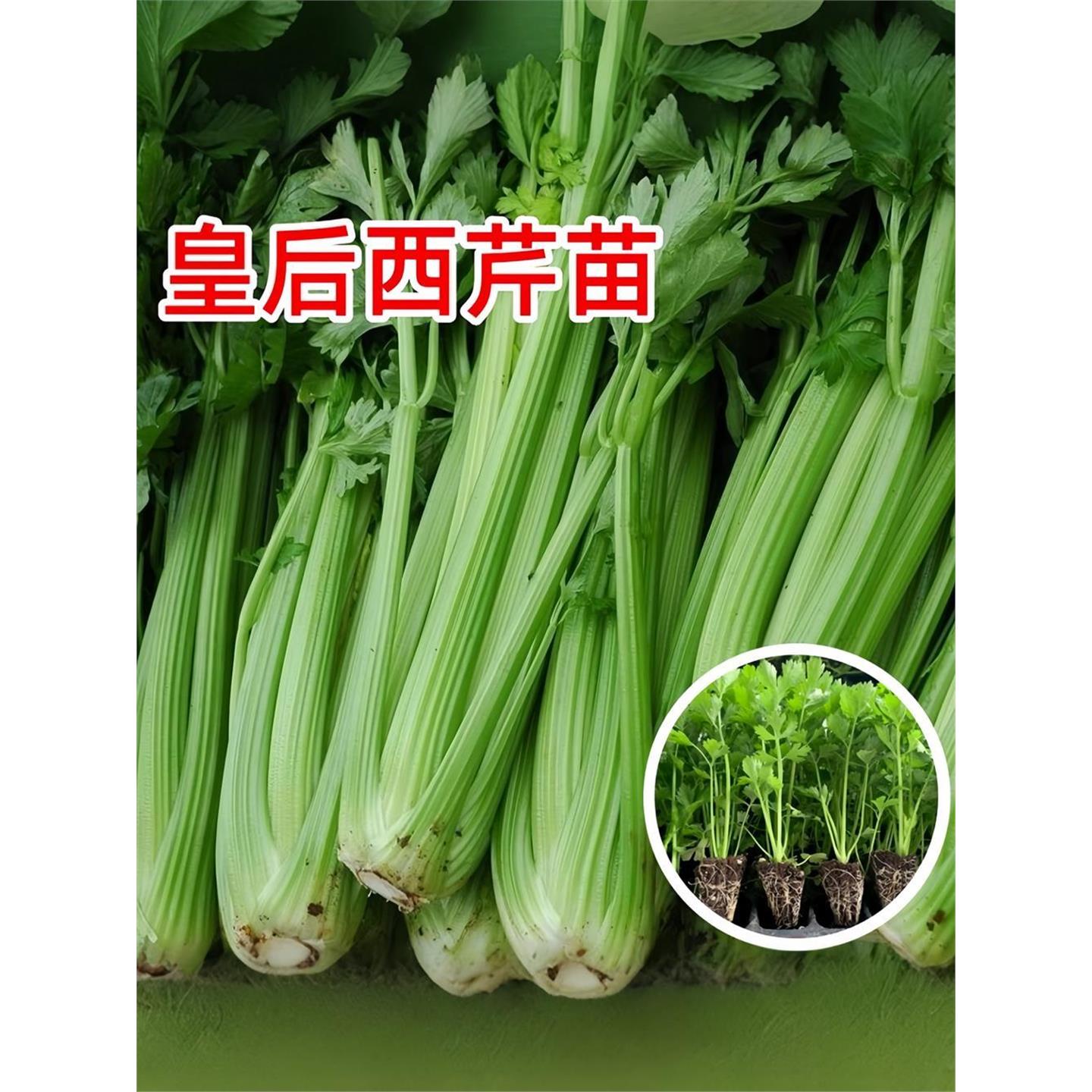 皇后西芹种子苗大菜籽孑四