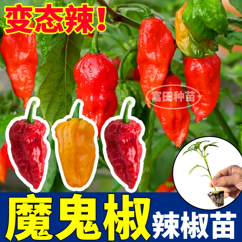 寿光魔鬼椒辣苗秧变态四季