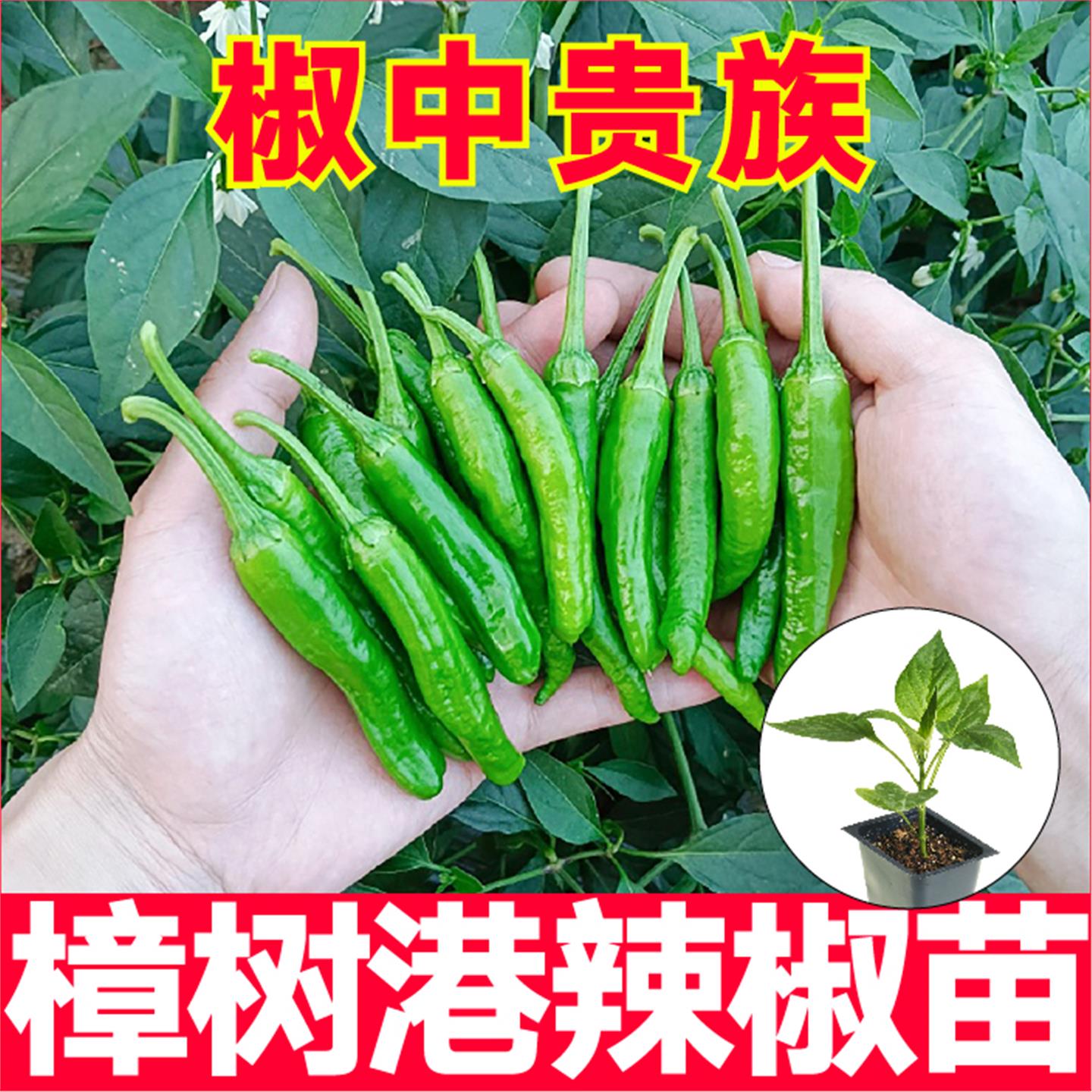 正宗湖南樟树港辣椒苗秧皮