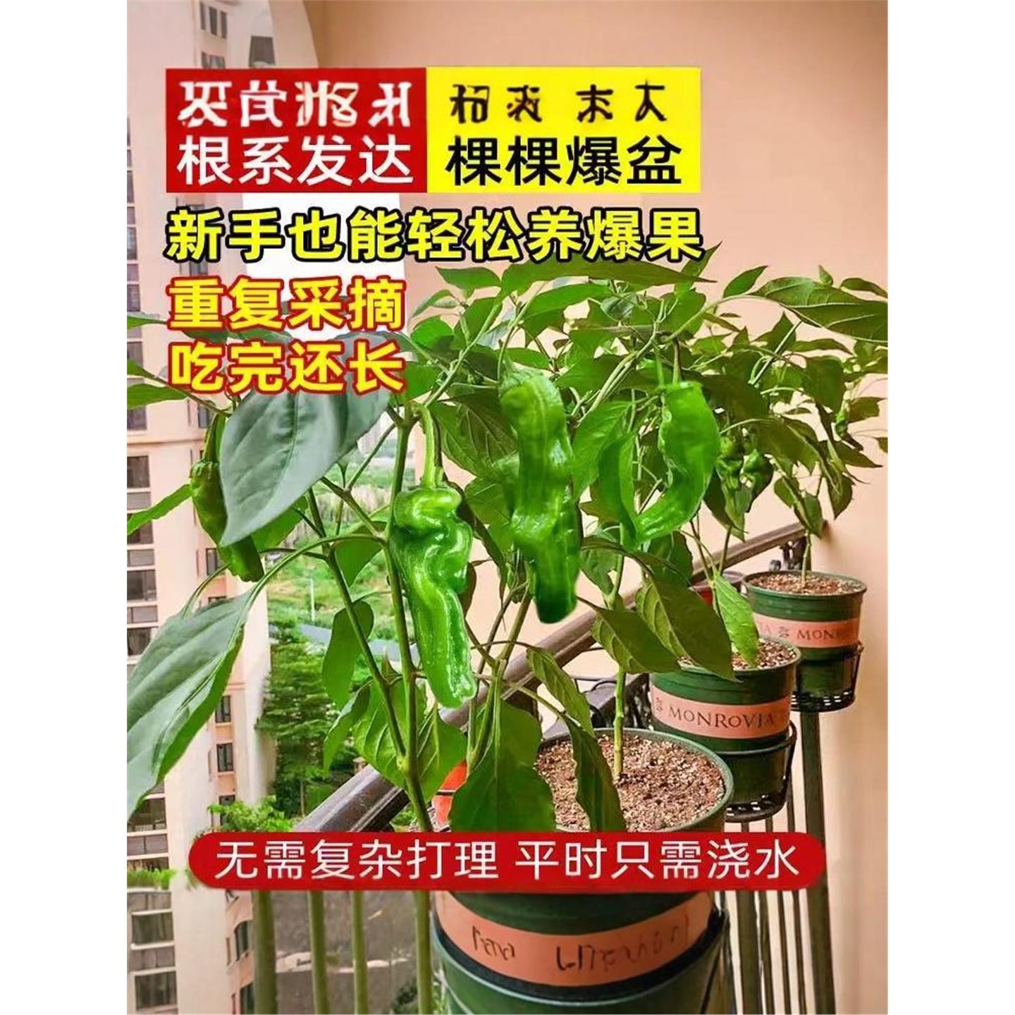 薄皮辣椒苗秧线种籽螺丝杭图片