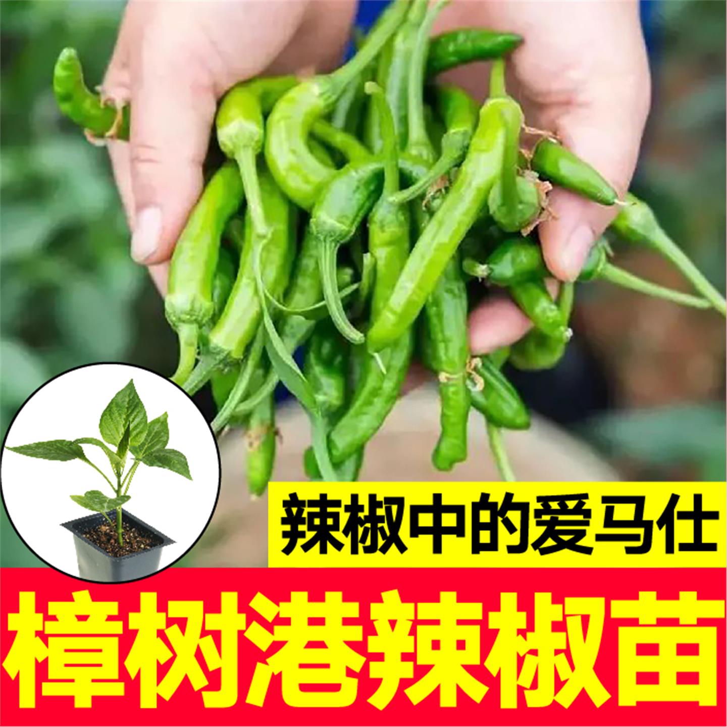 正宗樟树港辣椒苗秧对版小