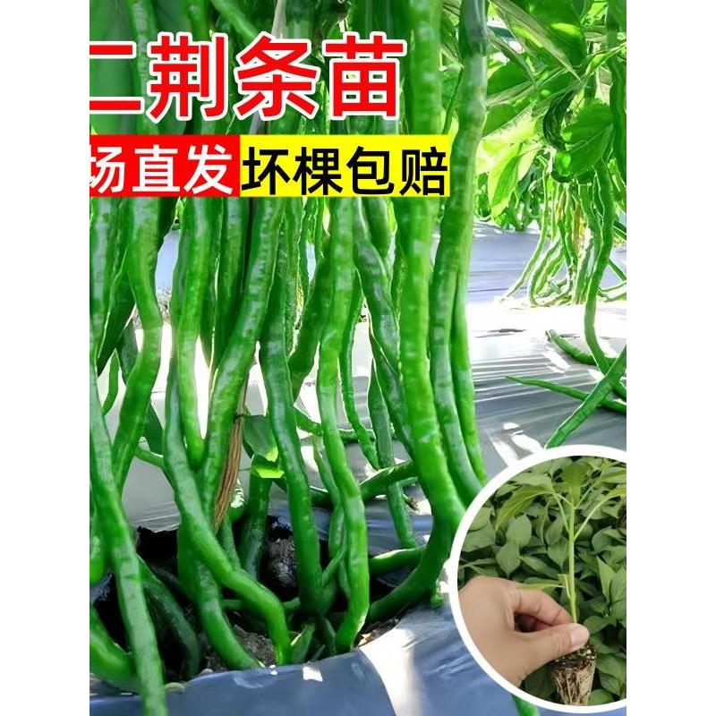 二荆条辣椒苗秧高产长线早