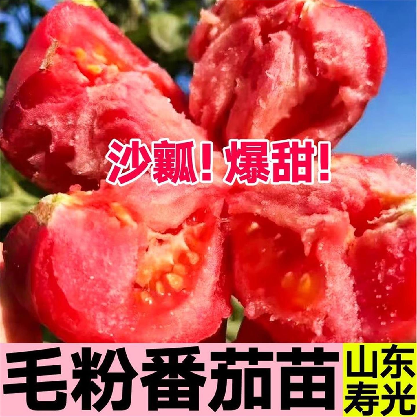 山东寿光大果毛粉802番茄