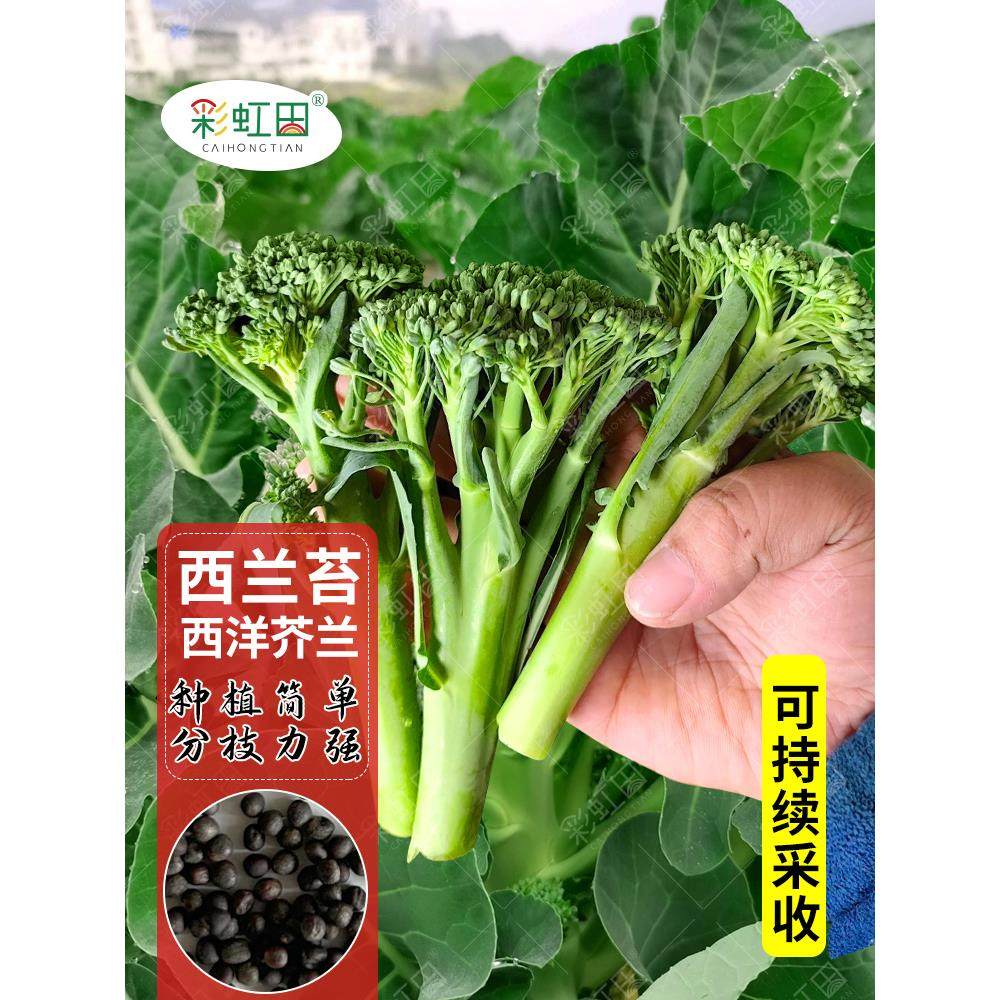 西兰苔种子高产西洋芥兰种籽春秋四季阳台盆栽西蓝花芥蓝蔬菜种孑