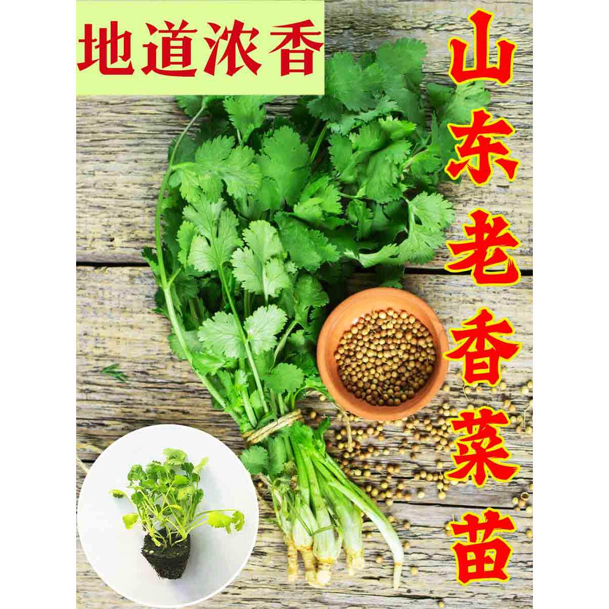 山东地道老香菜秧苗浓四季