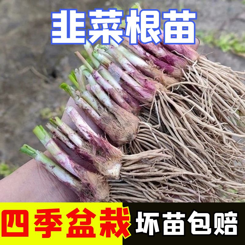 韭菜根紫根宽叶韭菜根现挖红根苗子种苗四季阳台种植盆栽蔬菜苗孑-封面