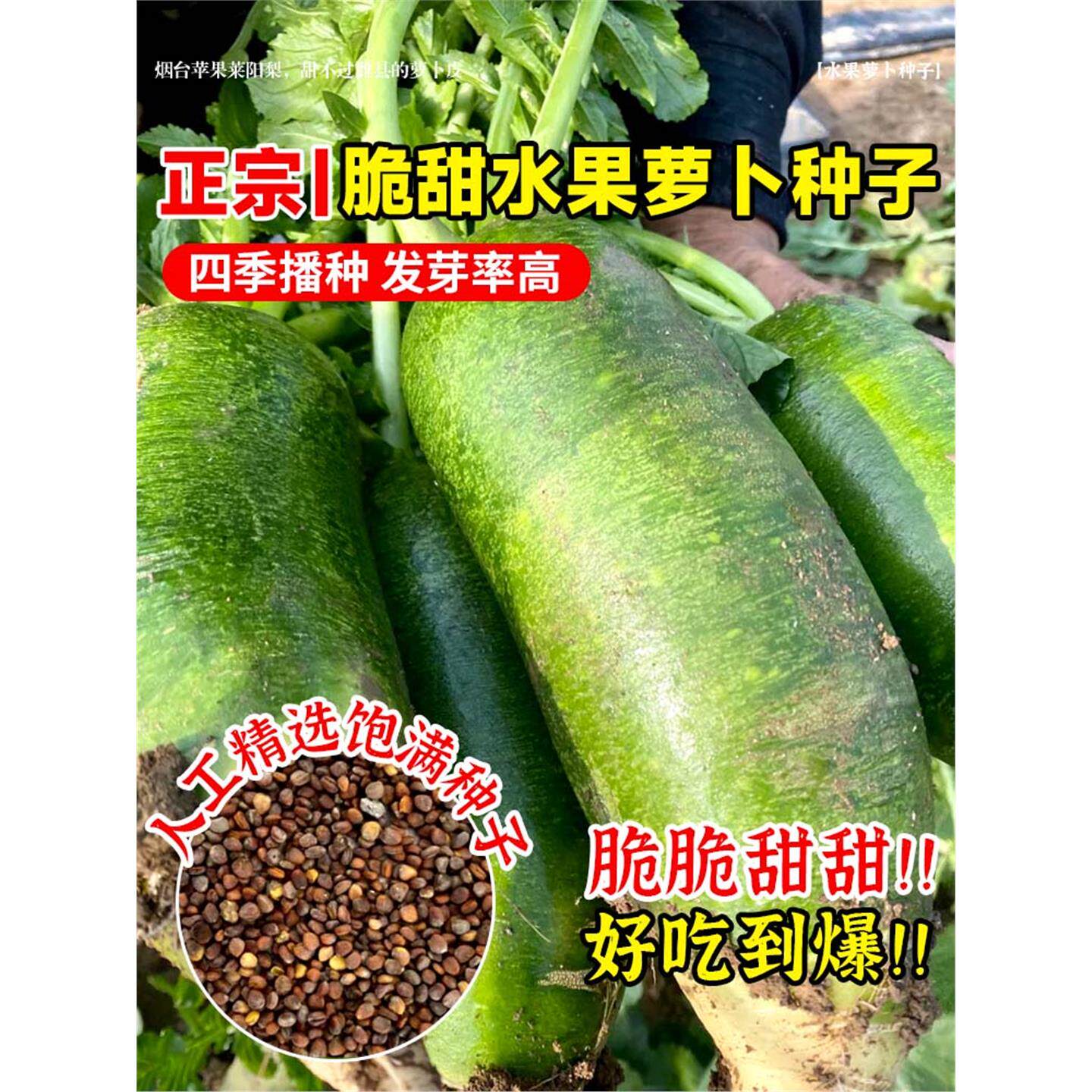 潍县萝卜种子青籽秋四季盆