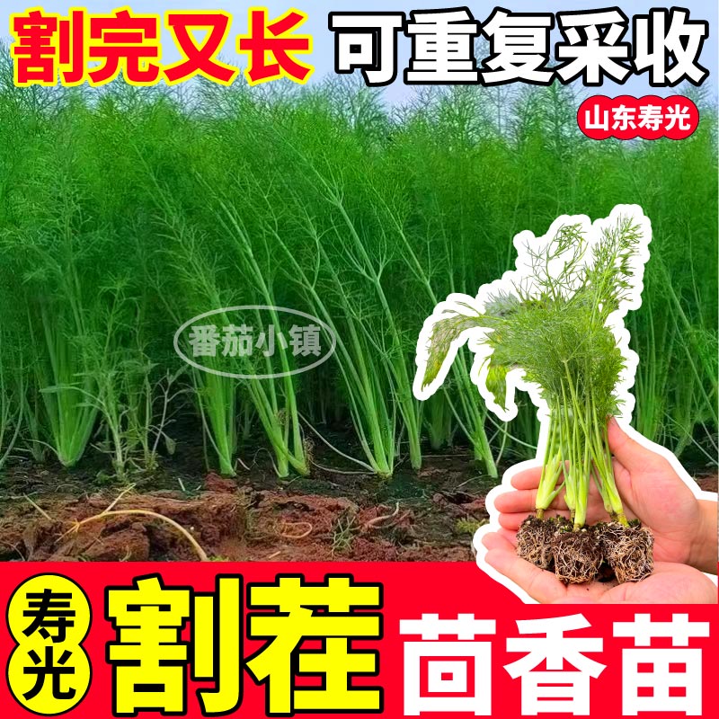 寿光高产割茬茴香苗秧结球