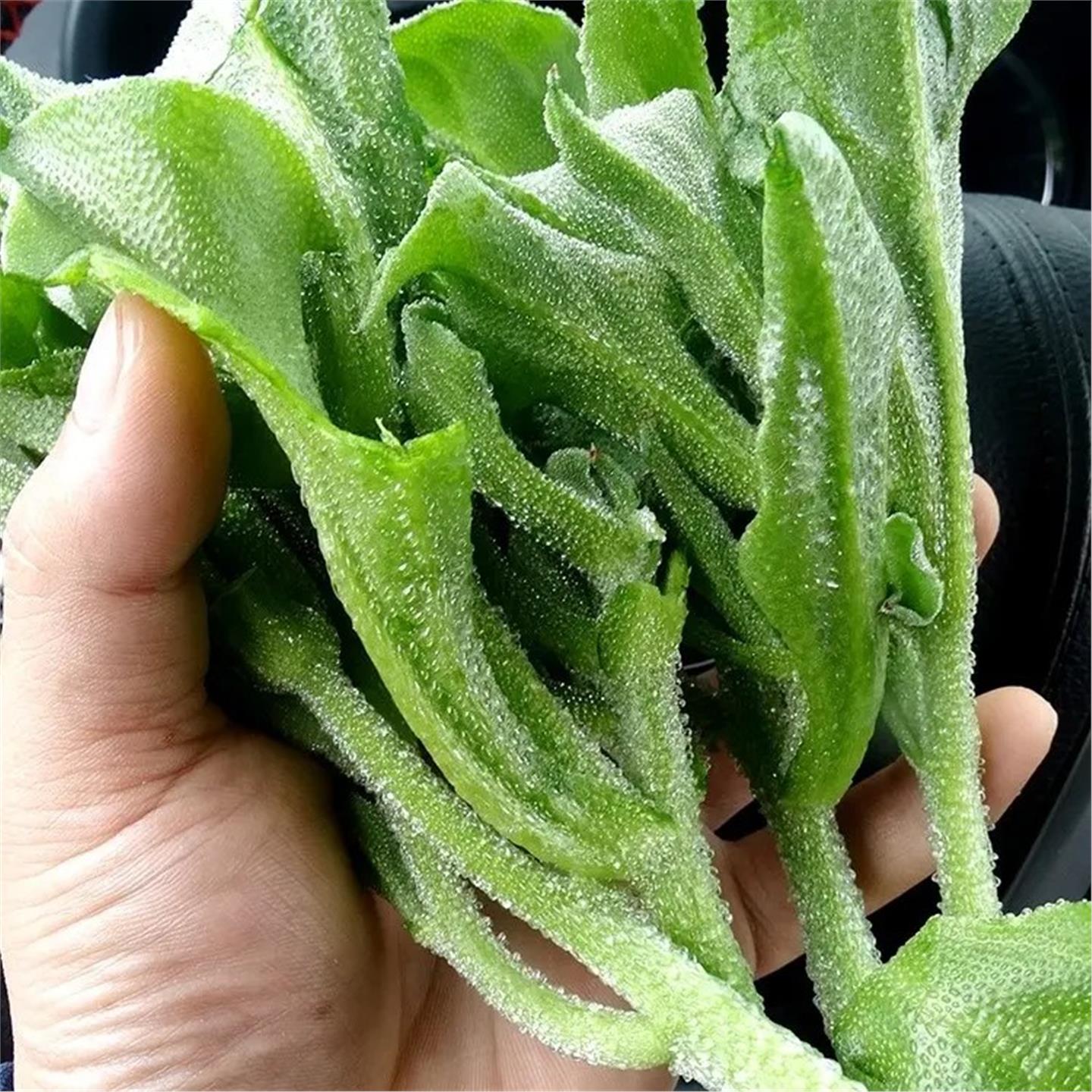 水晶冰菜种子苗非洲草四季
