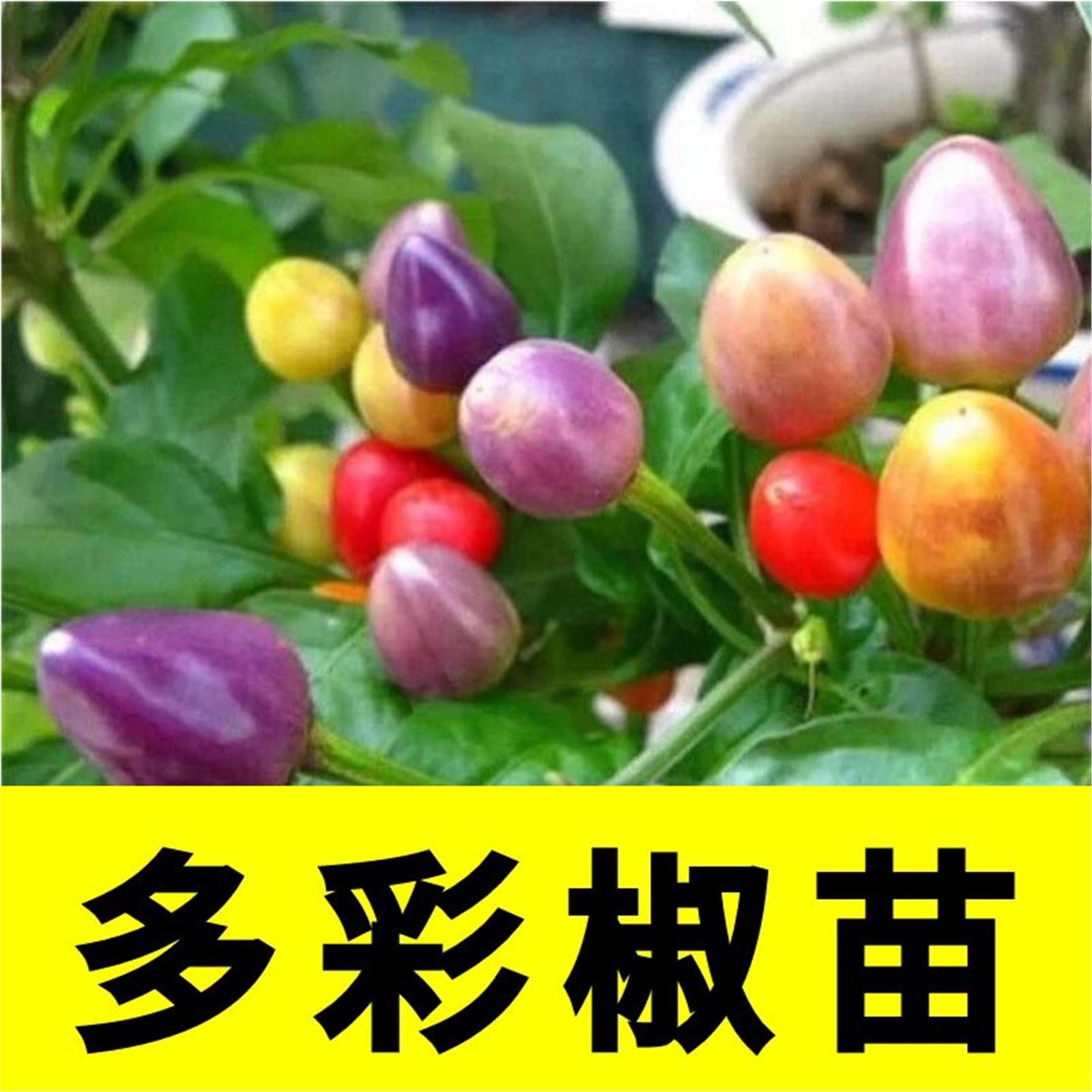 七彩辣椒苗秧观赏泡五盆栽