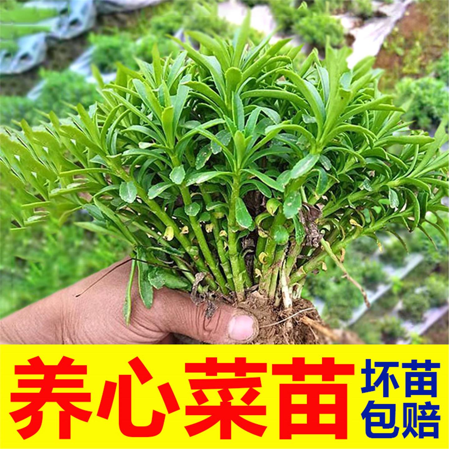 养心菜苗多年生高钙可食用