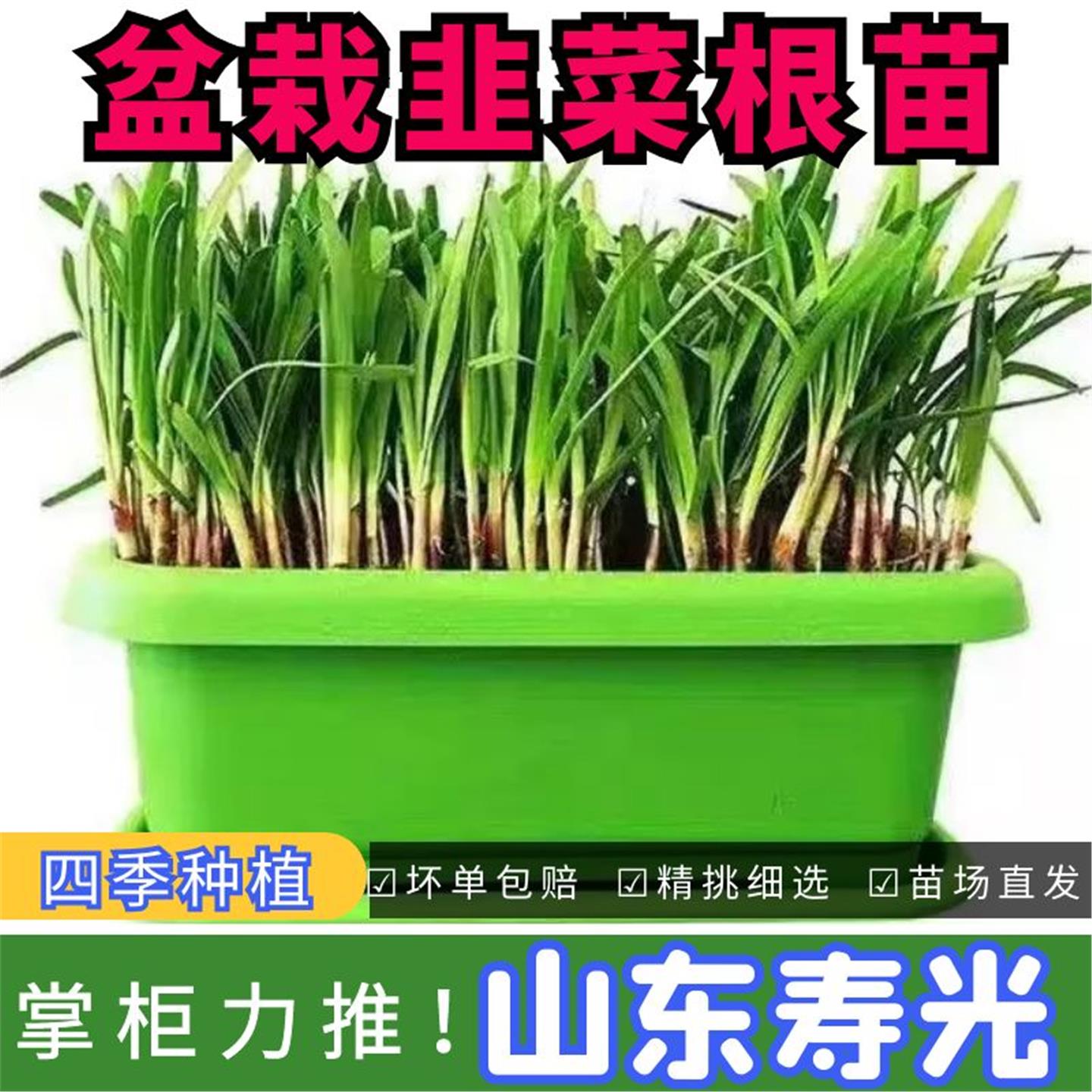 韭菜根苗紫红秧种籽盆栽四