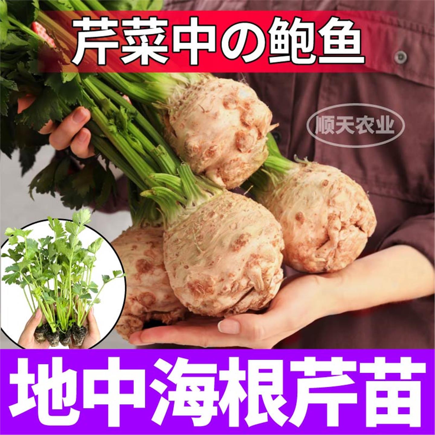正宗地中海根芹苗秧四季盆