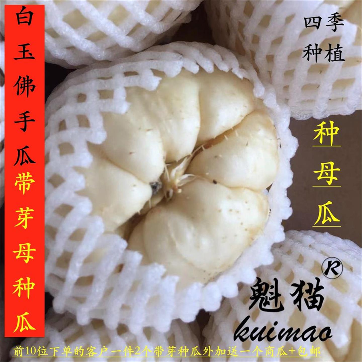 农家特色农产品瓜果白玉白色佛手瓜猪肉瓜刺瓜带芽种苗产地直销