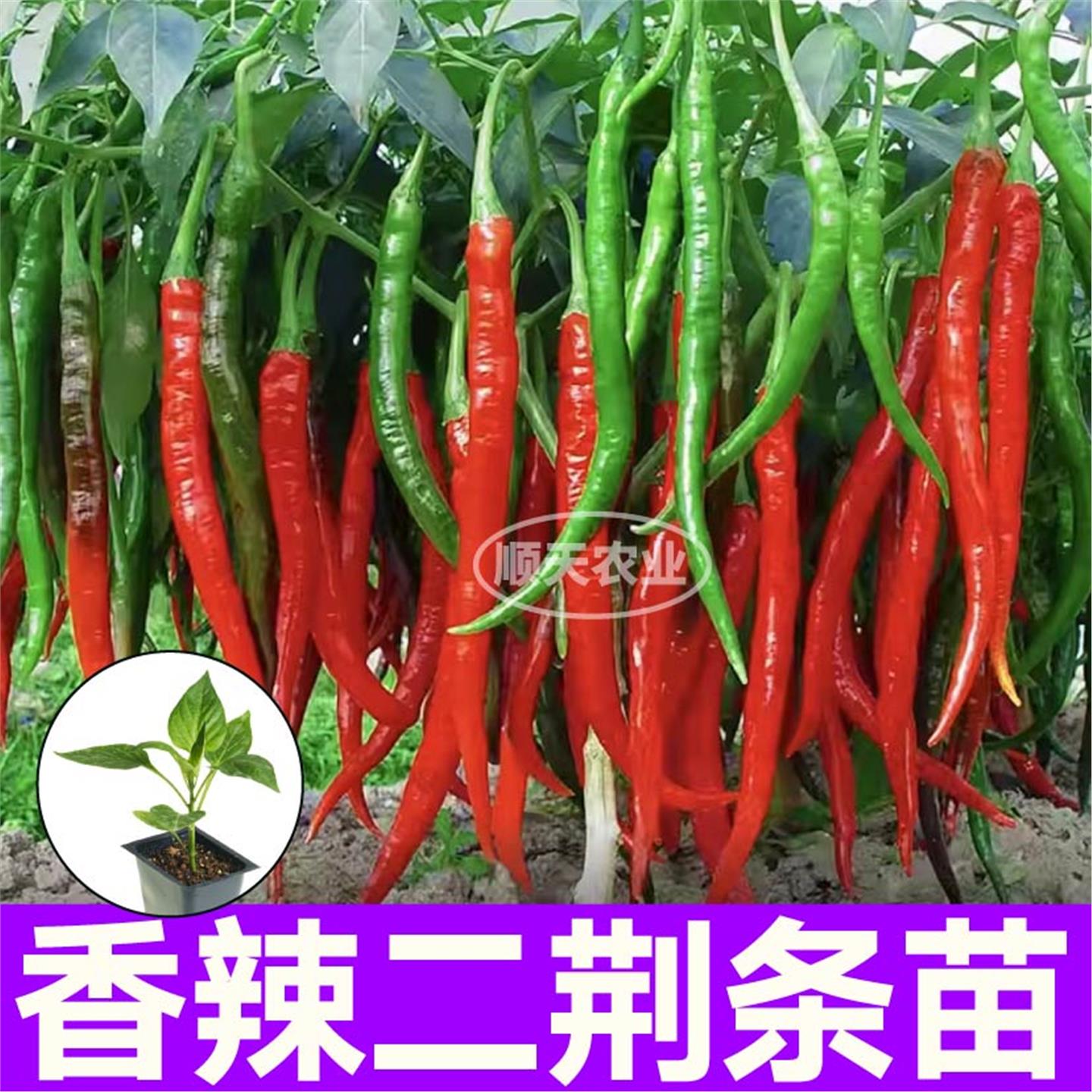 香辣二荆条椒苗秧又长带土