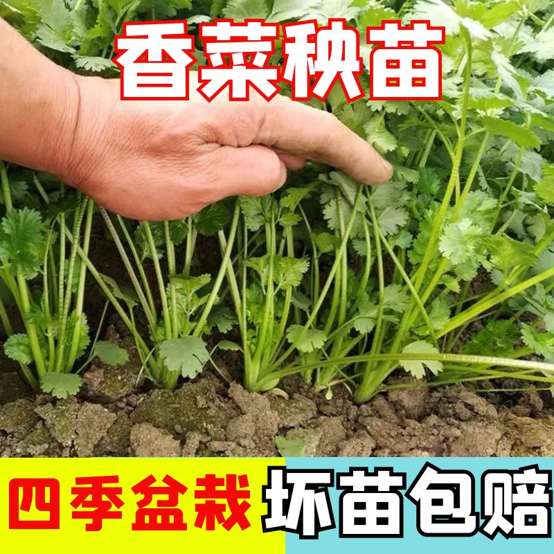 四季高产正宗苗阳台盆栽