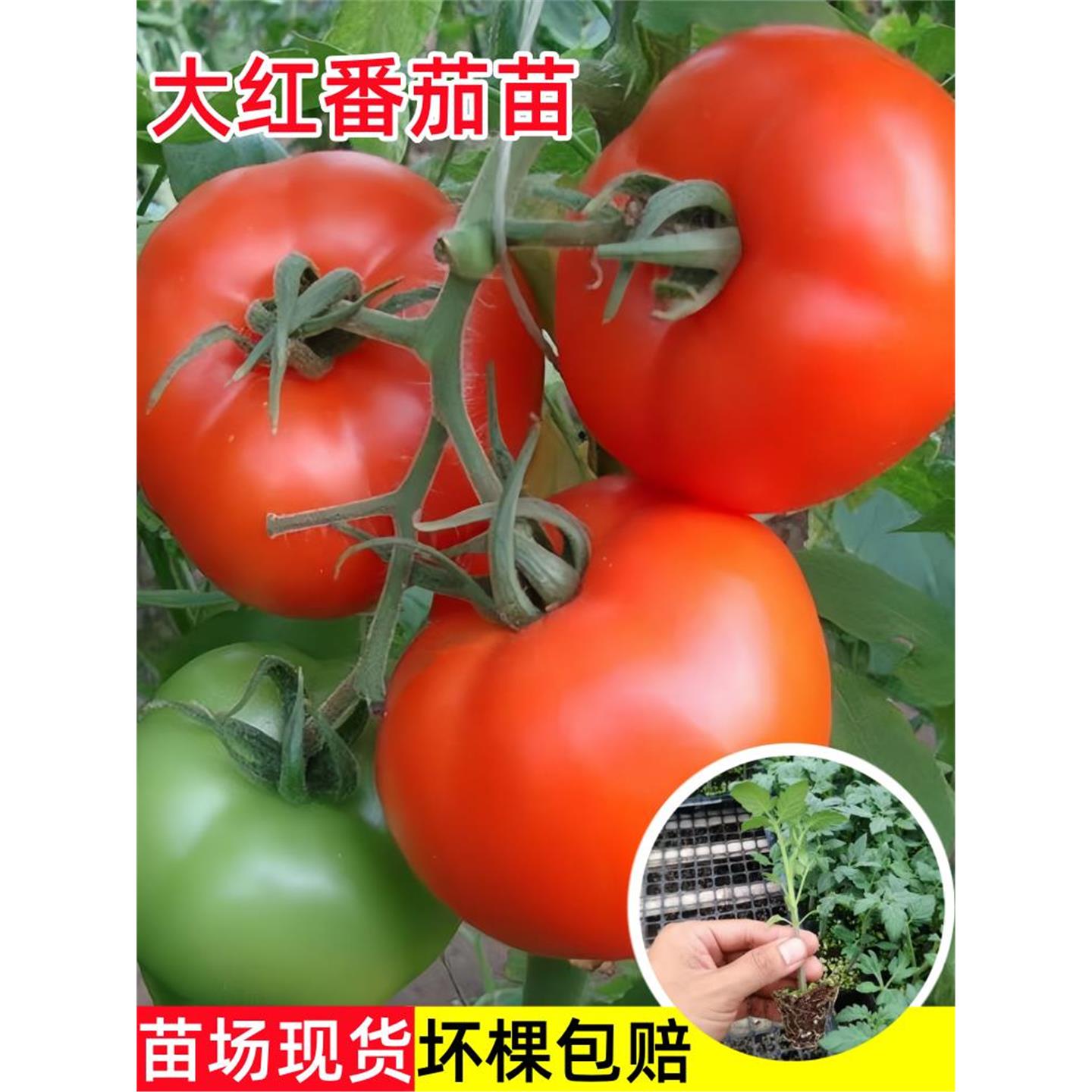 大红番茄苗秧高产硬果西柿