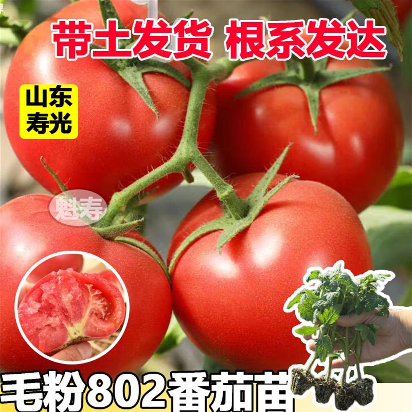 老品种沙瓤毛粉802番茄苗