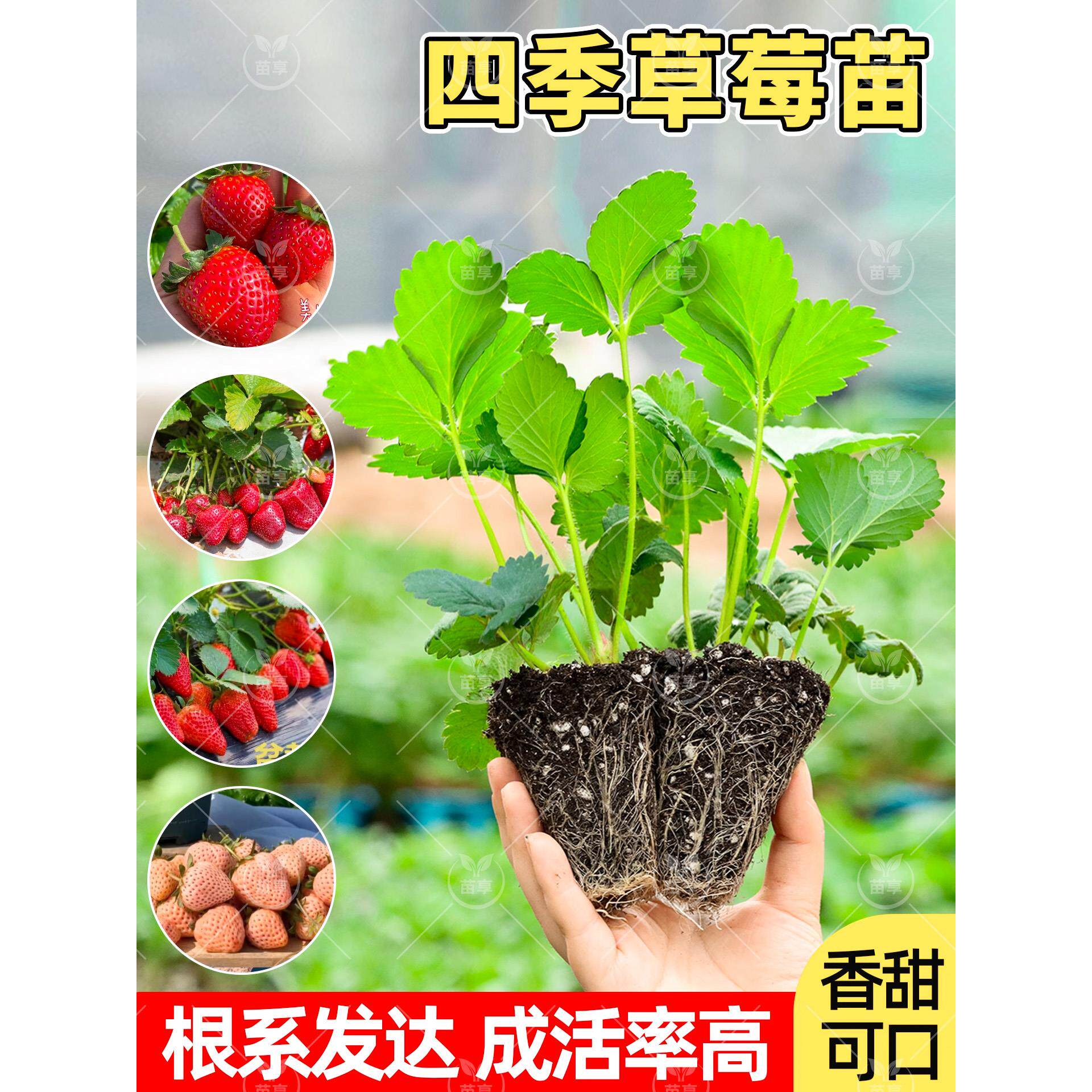 带土四季奶油穴盘草莓苗秧